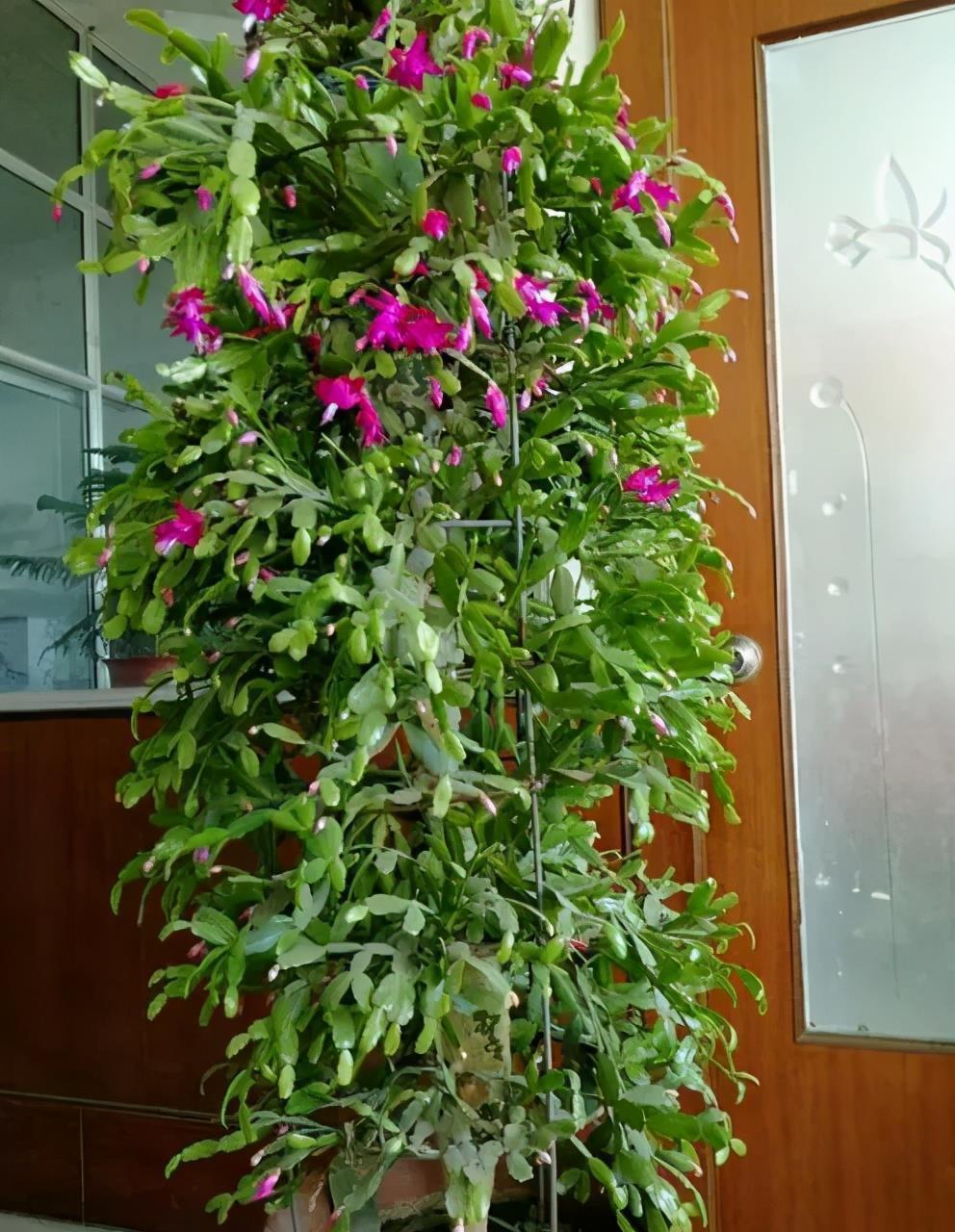 休眠期|4种“漂亮花”，5月要“剪花箭”，不剪光，很难度夏天