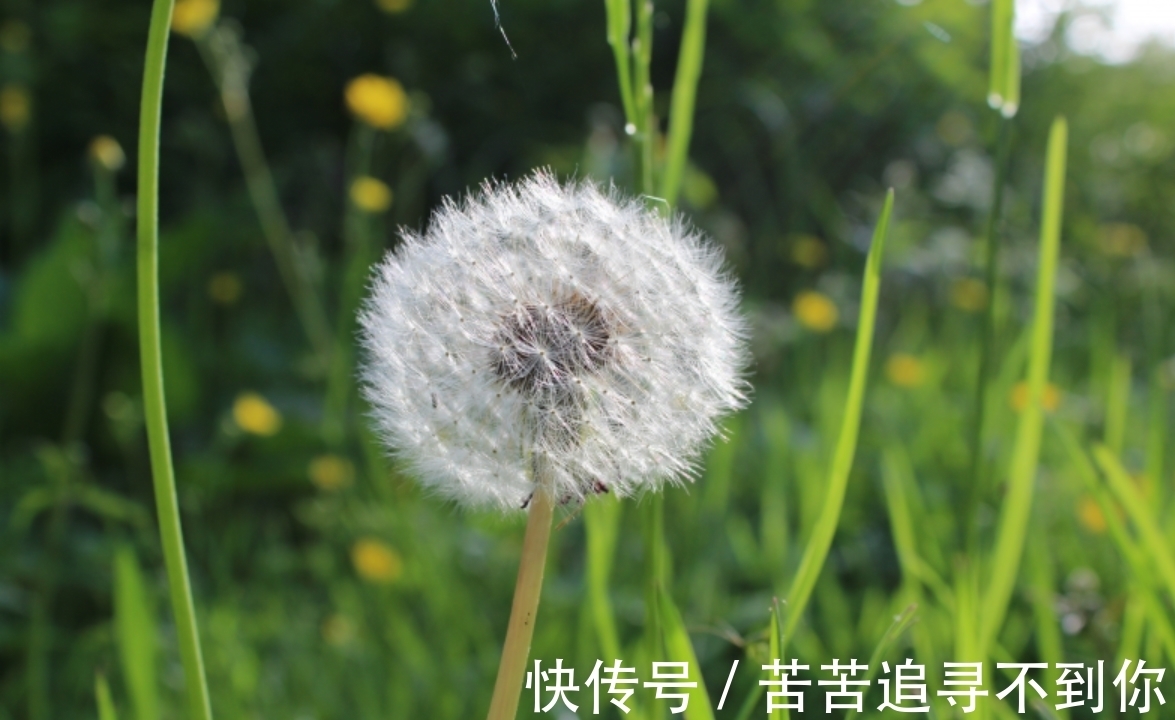 爱情|1月,鸾凤和鸣,倾心付出,难忘旧爱的生肖,勇敢拥抱幸福的爱情