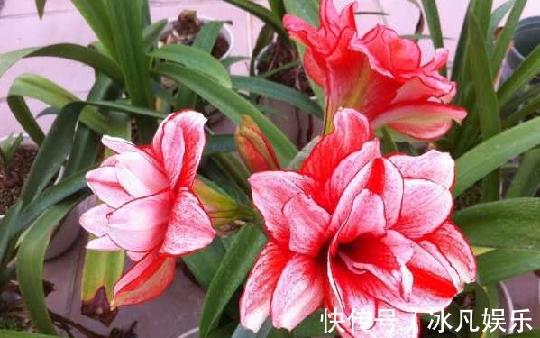 朱顶红只长叶子不开花，这样剪一下，开花越来越多，美极了