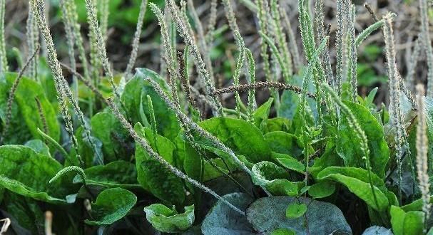 不良习惯|每天坚持喝车前草水,时间长了会有很多好处,难怪有些人不放手!