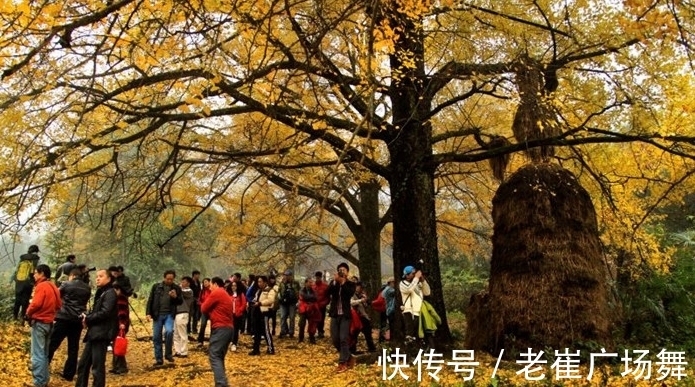 湘西十八洞|湖南最值得来的景区，媲美湘西十八洞，还有800年的古树，超吸睛