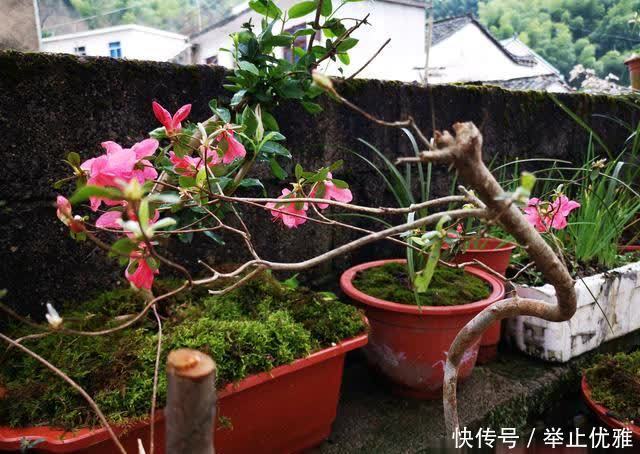 映山红是怎么种植的？掌握这些技巧，40天能生根，90天可成活