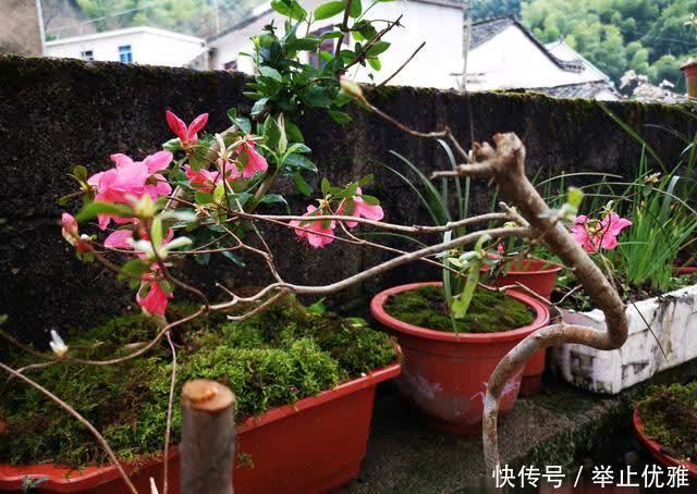 映山红是怎么种植的?掌握这些技巧,40天能生根,90天可成活