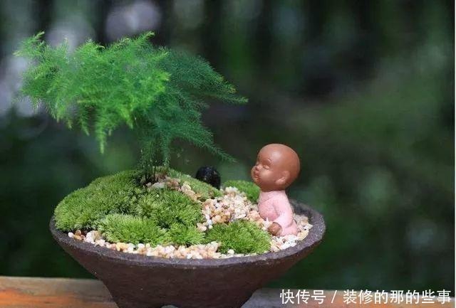 茂密|养文竹，浇水加1种粉末，不黄叶、不烂根，新芽蹭蹭长