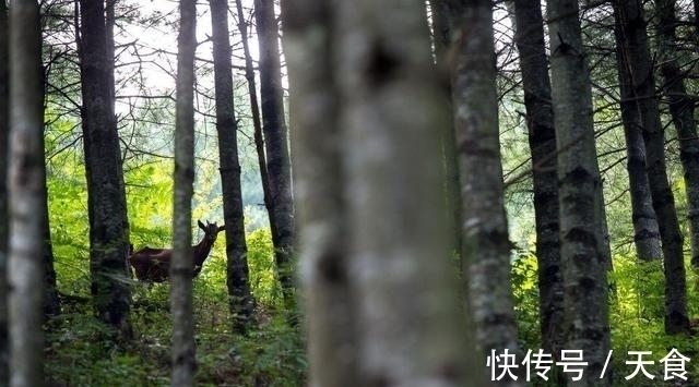 花草&93岁的少女,隐居山里,与花草为伴,将自己活成了精灵的模样