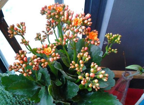 长寿|6、7月盆栽长寿花,该如何养好3个窍门让它花期开花挡不住