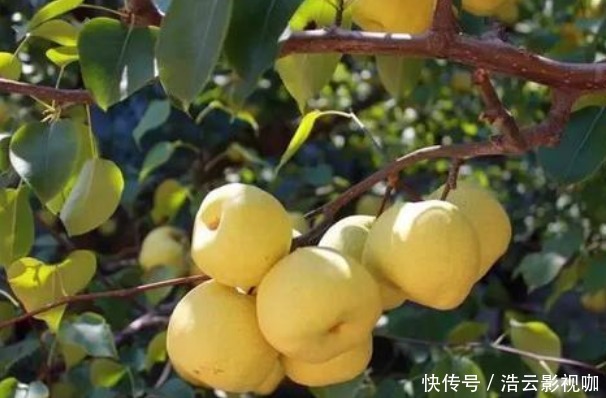 俗语“男怕柿子女怕梨,母猪最怕西瓜皮”,背后有什么深意