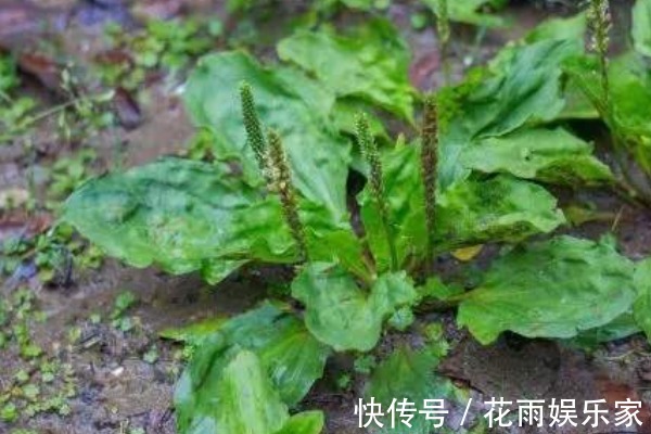好处|常吃车前草好处多，除了抗菌消炎外，竟然还有3种重要功效！