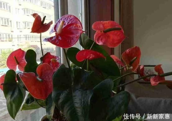 竹签子|养花不会浇水,教你3个判断方法,养啥花都适用,再也不怕浇错水