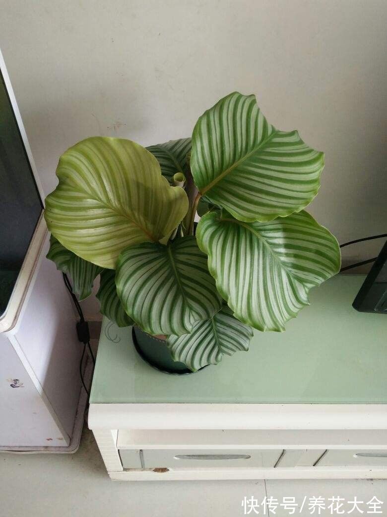 30种观叶植物,能观赏也净化空气,总有一种你养过