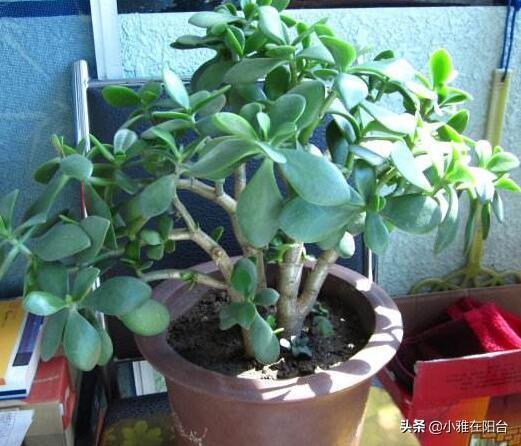 养玉树,只需要注意3个小技巧,一年就能疯长爆盆,越养价值越高