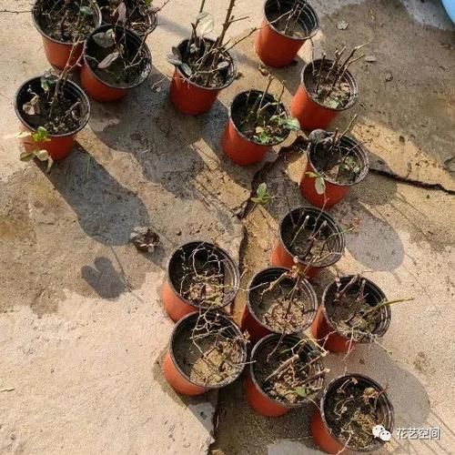 养花全靠“捡”，出门遇见这些东西捡回家，都是养花的宝贝！