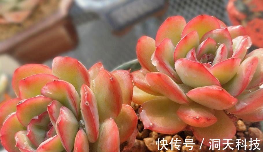 平常翠翠红红,出状态之后妖妖艳艳,这种多肉名字还好听,叫晨露