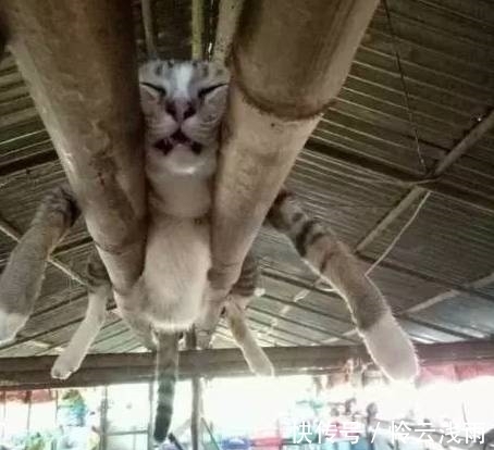 |搞笑图片幽默段子笑话:猫咪你还挺懒的啊,很会找地方睡觉哦