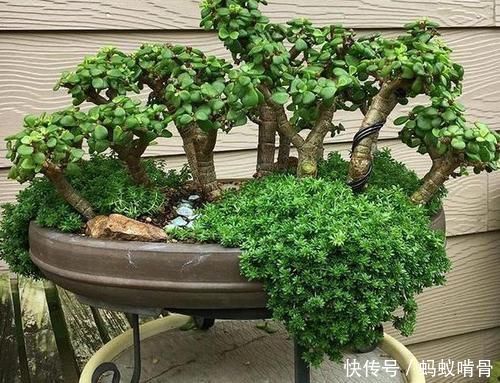 3种能成传家宝的花,越养越值钱,养几年给多少钱都不卖