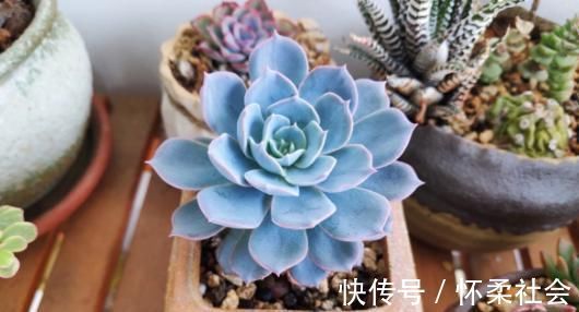 叶片|当年的贵货多肉,变成了烂大街的便宜货,暴风哭泣