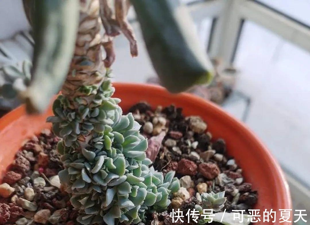 长寿开花变异了,十年都见不到一次,真稀罕