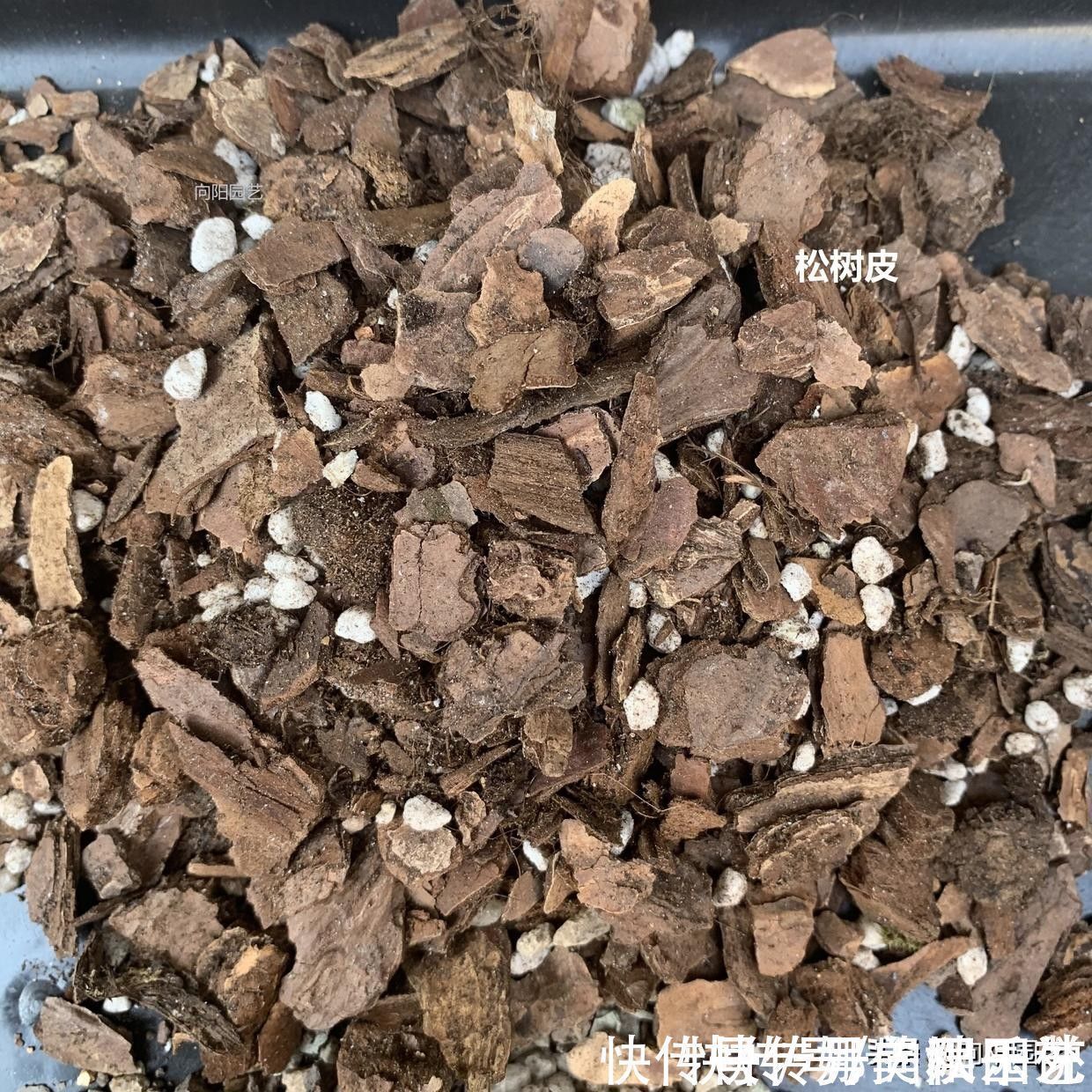 黄叶子|种兰花，植料不用买，公园里捡一些松树皮，养兰花促进开花