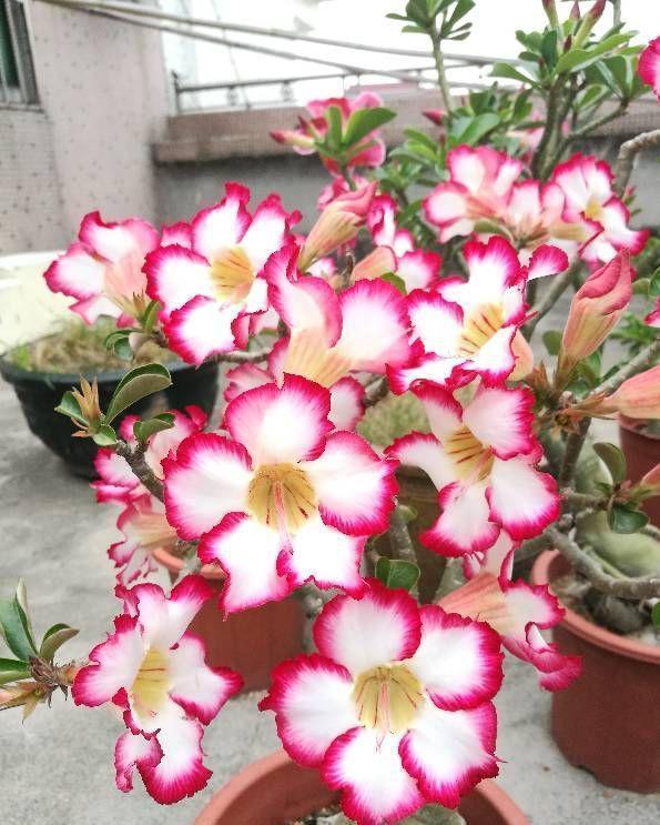 浇水|适合小盆养的“4种花”,小盆更精神,爱开花