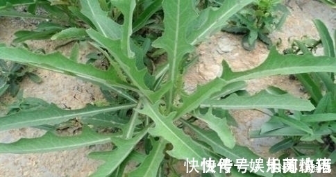 曲曲菜|它极为珍贵,钙锌含量是菠菜的5倍,路边常见却不受重视,可惜了