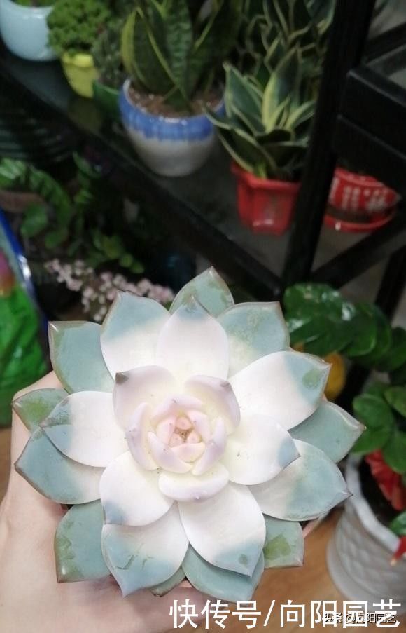3大类多肉不好养，一定要分清楚，不要去买它们，徒有其表