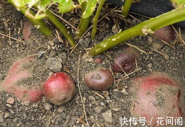 农村|农村随处可见的“地下苹果”，营养又美味，还能降血压、养胃