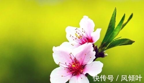 北宋@北宋风流词人的一段情史,成就一首佳作,结尾一句得欧阳修大赞