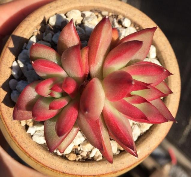 自己养的多肉植物总是绿的流油营造好温差,养出果冻色