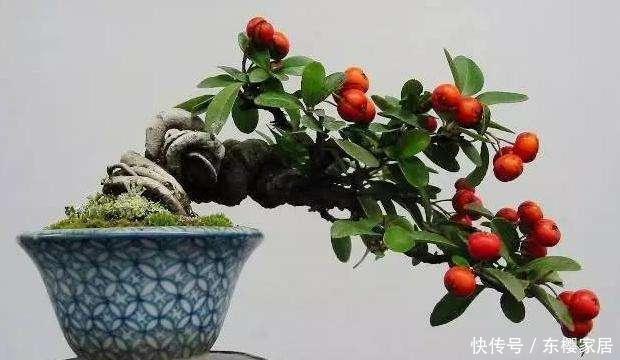 根系|火棘盆景如何采桩?怎样养护才能让它更美