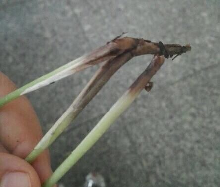  花卉|4种水浇花，一定要小心，用错了，土壤板结、花卉烂根