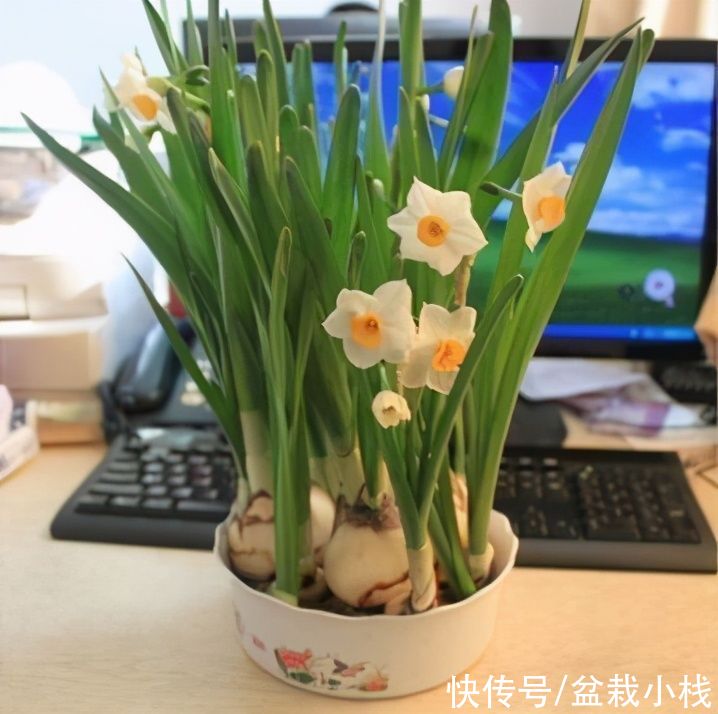  养护|种球如蒜头，开的花很漂亮，水仙花盆栽养护要点分析