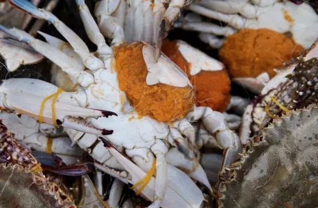 清蒸螃蟹,直接蒸是大错!多加1步,螃蟹不掉腿不流黄,鲜嫩美味