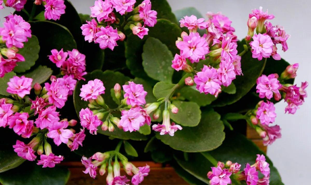 冬天客厅养3种花,好养好看寓意好,关键是美观大方