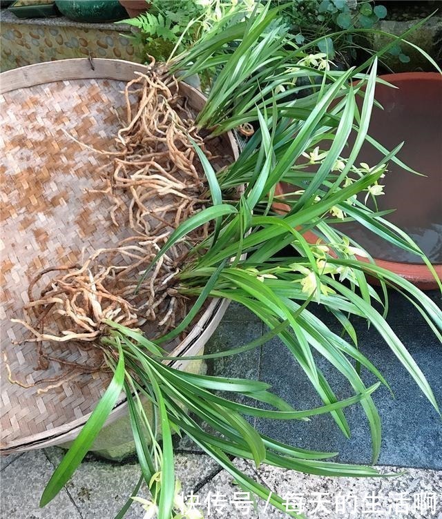 厨房这1料,养兰“特有效”,一洒一喷,兰花生根快,新芽蹿不停!