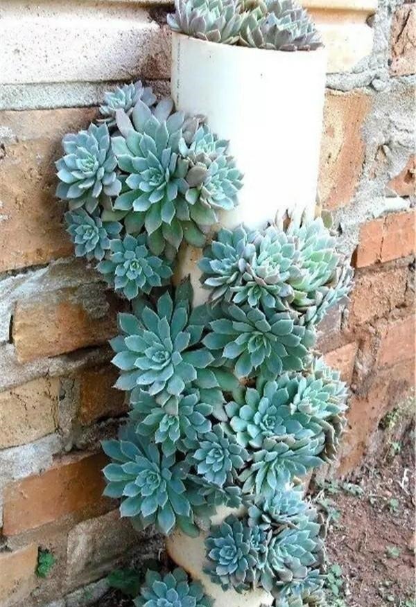 多肉孤零零的一个头3个小方法，瞬间大爆头，群生刹不住