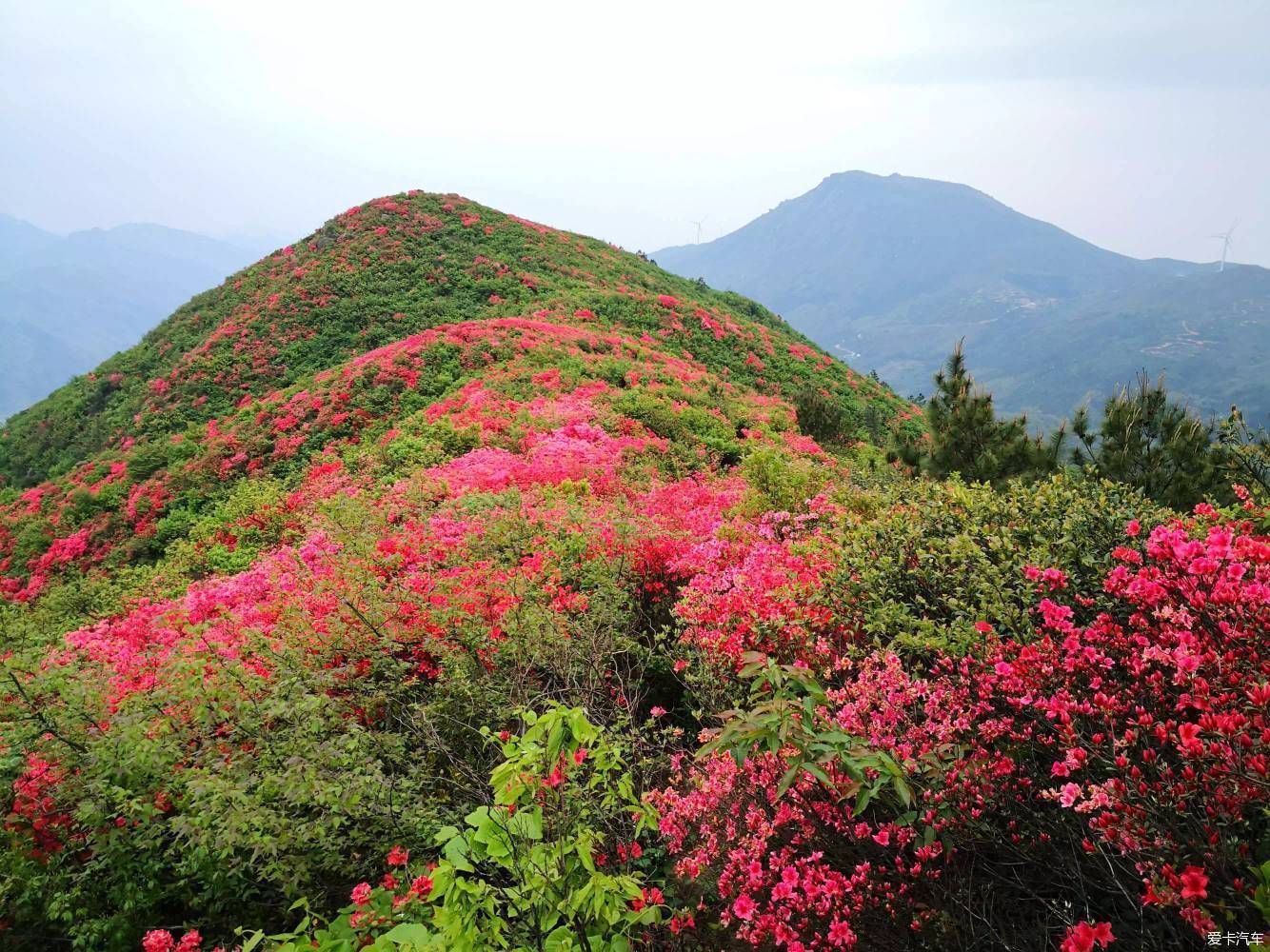 忙里再偷闲 升华山上看杜鹃