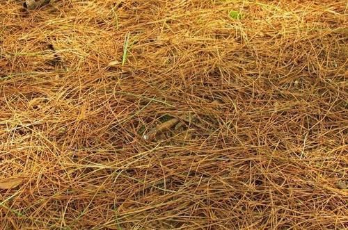 松针发酵腐熟做营养土,为什么要选择生松针,不宜选择干松针?