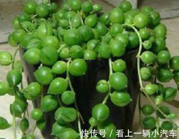 珍珠吊兰不会养,学会5个小妙招,轻轻松松养成瀑布