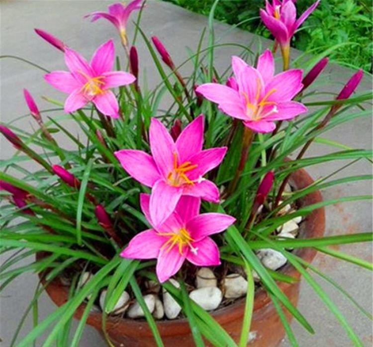 四季|1种花比绿萝好养,比月季娇艳,香味浓郁开花多,1年四季开花不断