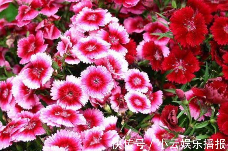 养花就养4种花,家里养一盆,开花漂亮花期长,谁养谁爱