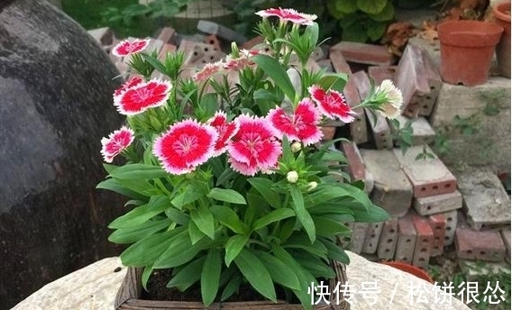 春天|养太阳花、长寿花、石竹，春天把握住“细节”，开花才漂亮