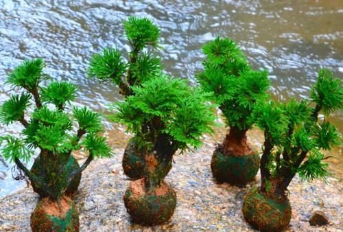 建议大家：若有空余的地方，一定要种植这3种植物！漂亮又好种