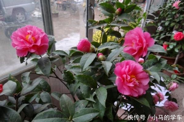 谁说室内养不好花这12种一养就开花,还特漂亮,喜欢养花别错过!