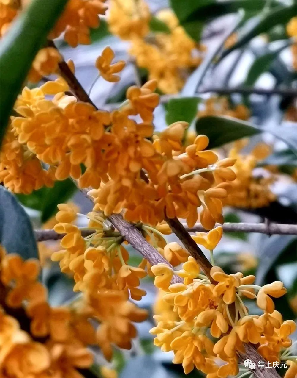 高温|真香！高温“搅乱”花期，桂花虽迟但到