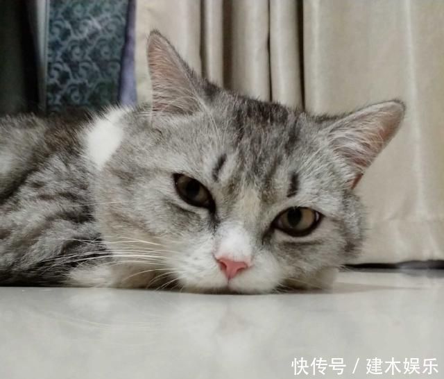 捡的小猫猫不吃东西