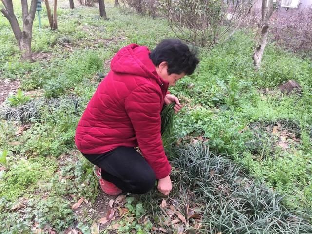 野葱！野葱！春天吃个野葱饼不香吗？