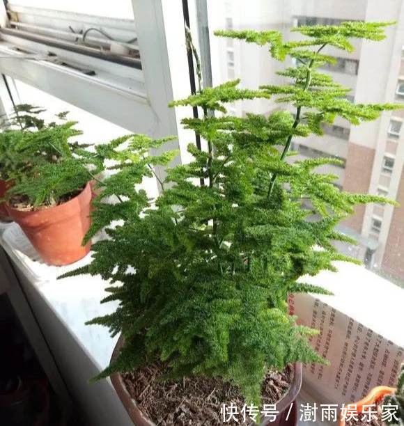 积水|为花友们介绍5种既养人又镇宅的花，盆栽养一盆很值