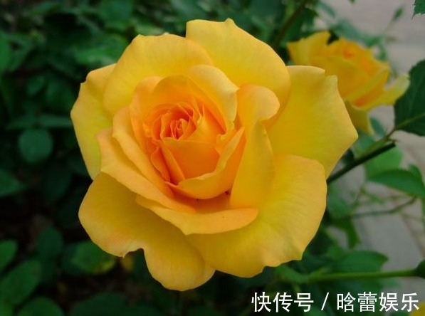 有种花叫“养不死”，年年不用管，花开绚烂，养花杀手必备！