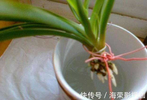 水培吊兰|水培吊兰有技巧,避开“萝卜根”,长成“白胡须”,油绿又健壮!