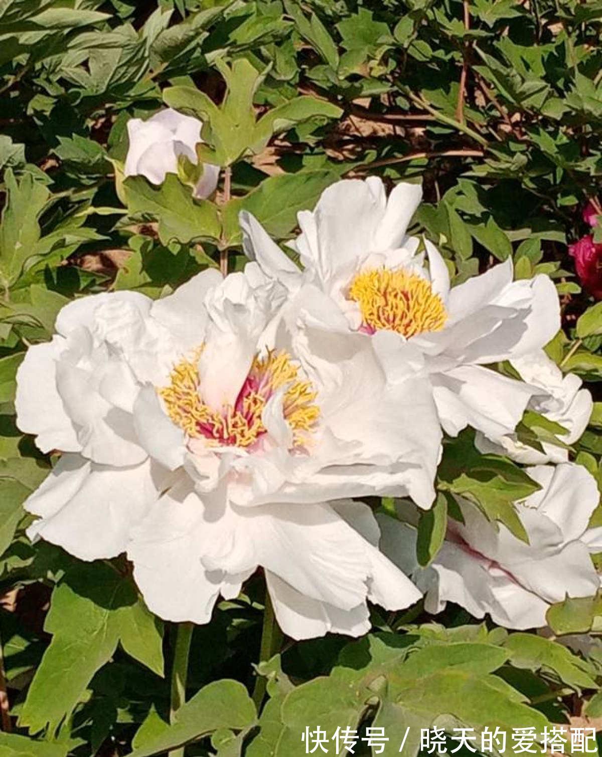 桂花|养4种植物堪称“投资”,养得越久,价值翻好几倍